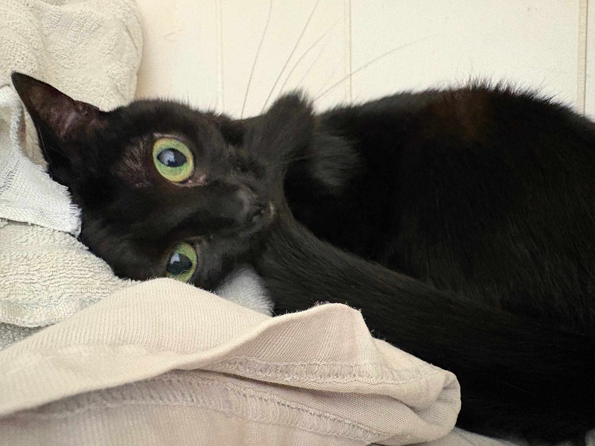 Pee is registered to the contest to win money with this photo: cat, black_cat, green_eyes, close_up, bedding, towel, cozy, indoor, whiskers, tail, fur, portrait, looking_at_camera, playful, resting, nap, fabric_texture, soft, eye_contact, pet