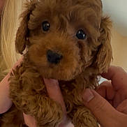 Lulu Ray is registered to the contest to win money with this photo: puppy, dog, brown, curly_hair, close_up, cute, pet, animal, hand, holding, furry, eyes, adorable, indoor, person, face, young, fluffy, small, friendly