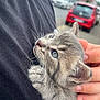 Blue participe au concours pour gagner de l'argent avec cette photo : kitten, gray_fur, blue_eyes, hand, black_shirt, whiskers, feline, pet, cute, closeup, outdoor, blurred_background, street, car, holding, young_animal, fur, portrait, domestic_animal, animal_love