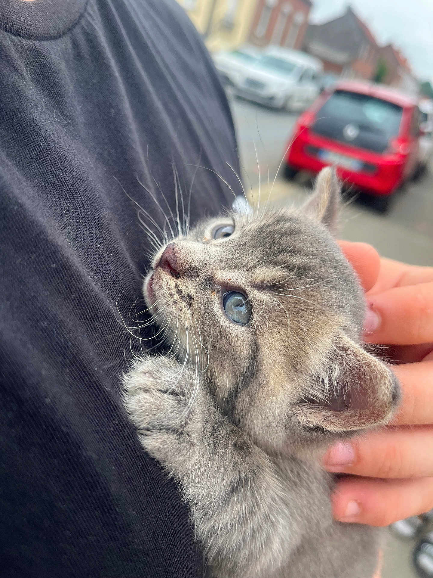 Blue participe au concours pour gagner de l'argent avec cette photo : kitten, gray_fur, blue_eyes, hand, black_shirt, whiskers, feline, pet, cute, closeup, outdoor, blurred_background, street, car, holding, young_animal, fur, portrait, domestic_animal, animal_love