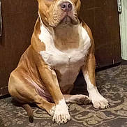 Throttle is registered to the contest to win money with this photo: animal, brown, calm, canine, carpet, companion, dog, door, ears, face, floor, fur, house, indoor, nose, paw, pet, quiet, sitting, white