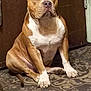 animal, brown, calm, canine, carpet, companion, dog, door, ears, face, floor, fur, house, indoor, nose, paw, pet, quiet, sitting, white