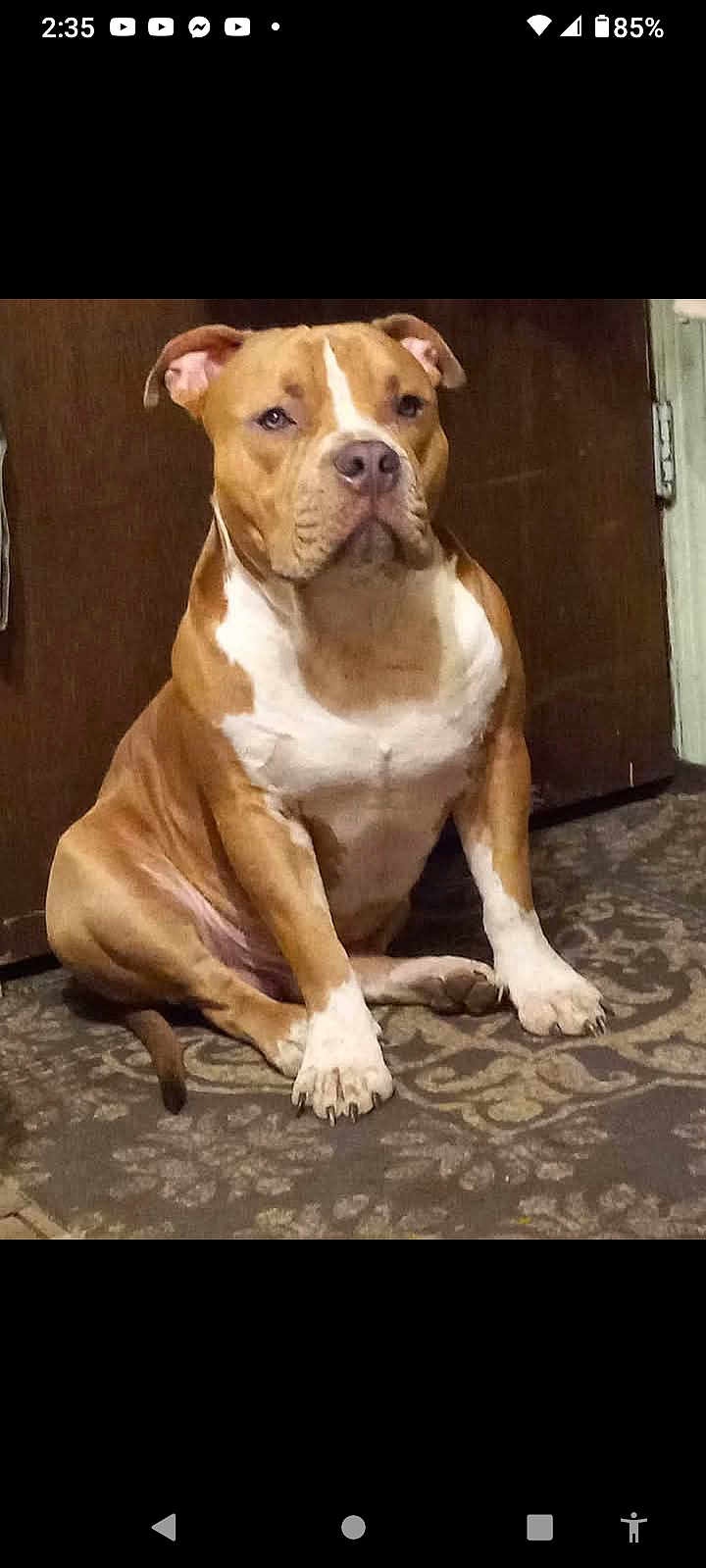 Throttle is registered to the contest to win money with this photo: animal, brown, calm, canine, carpet, companion, dog, door, ears, face, floor, fur, house, indoor, nose, paw, pet, quiet, sitting, white