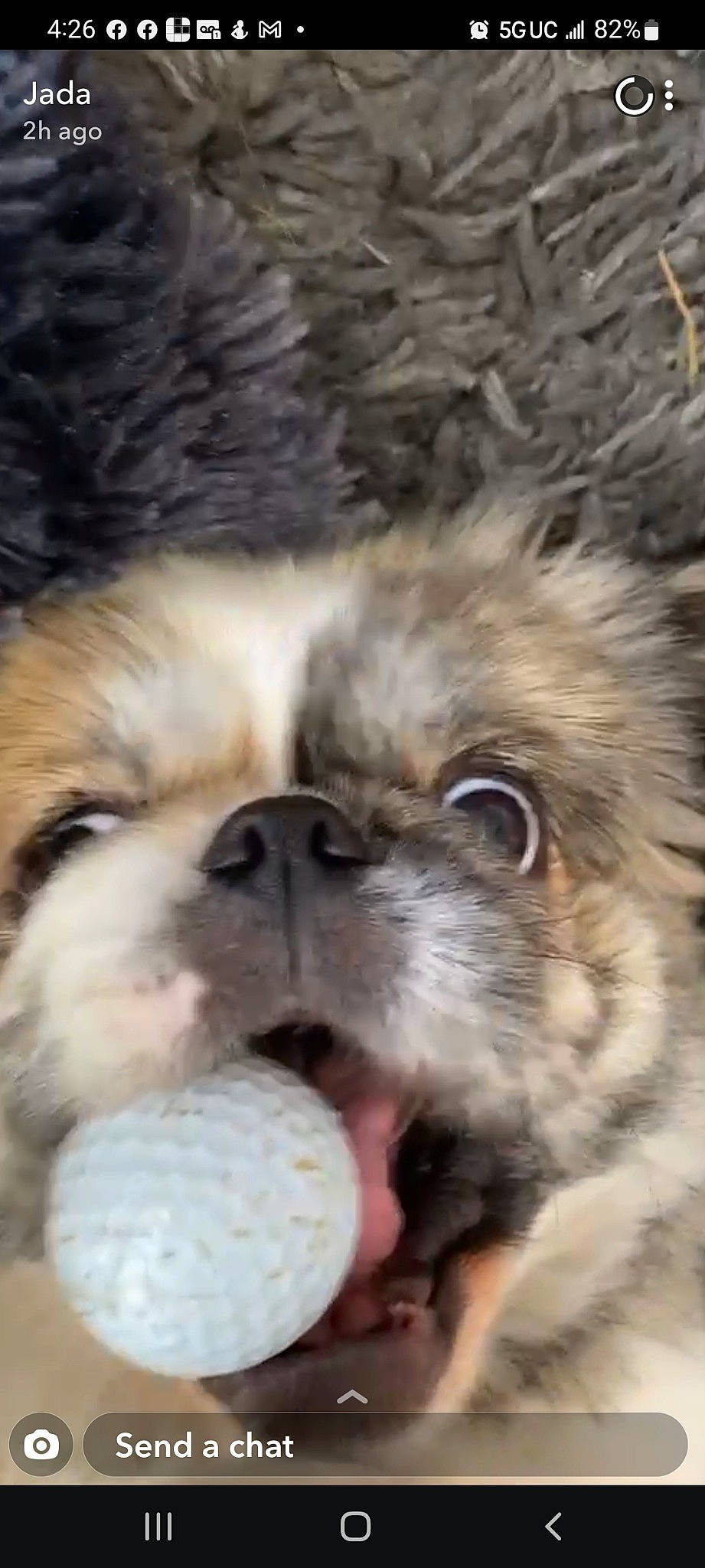 Ollie is registered to the contest to win money with this photo: ball, canidae, carnivore, cat, companion_dog, dog, dog_breed, fawn, felidae, fur, liver, paw, puppy_love, shih_tzu, small_to_medium_sized_cats, snout, terrestrial_animal, toy_dog, whiskers, working_animal