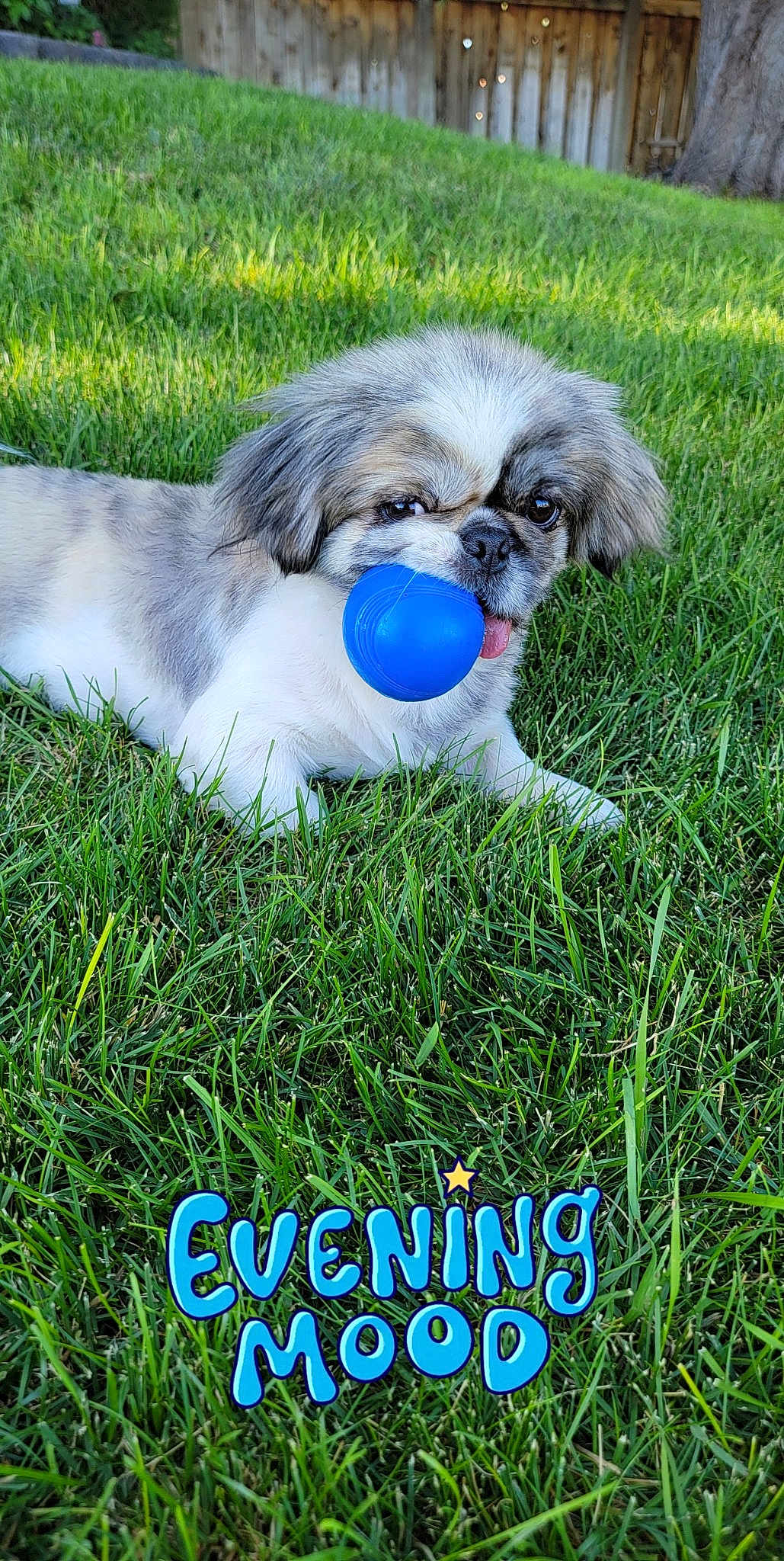 Ollie