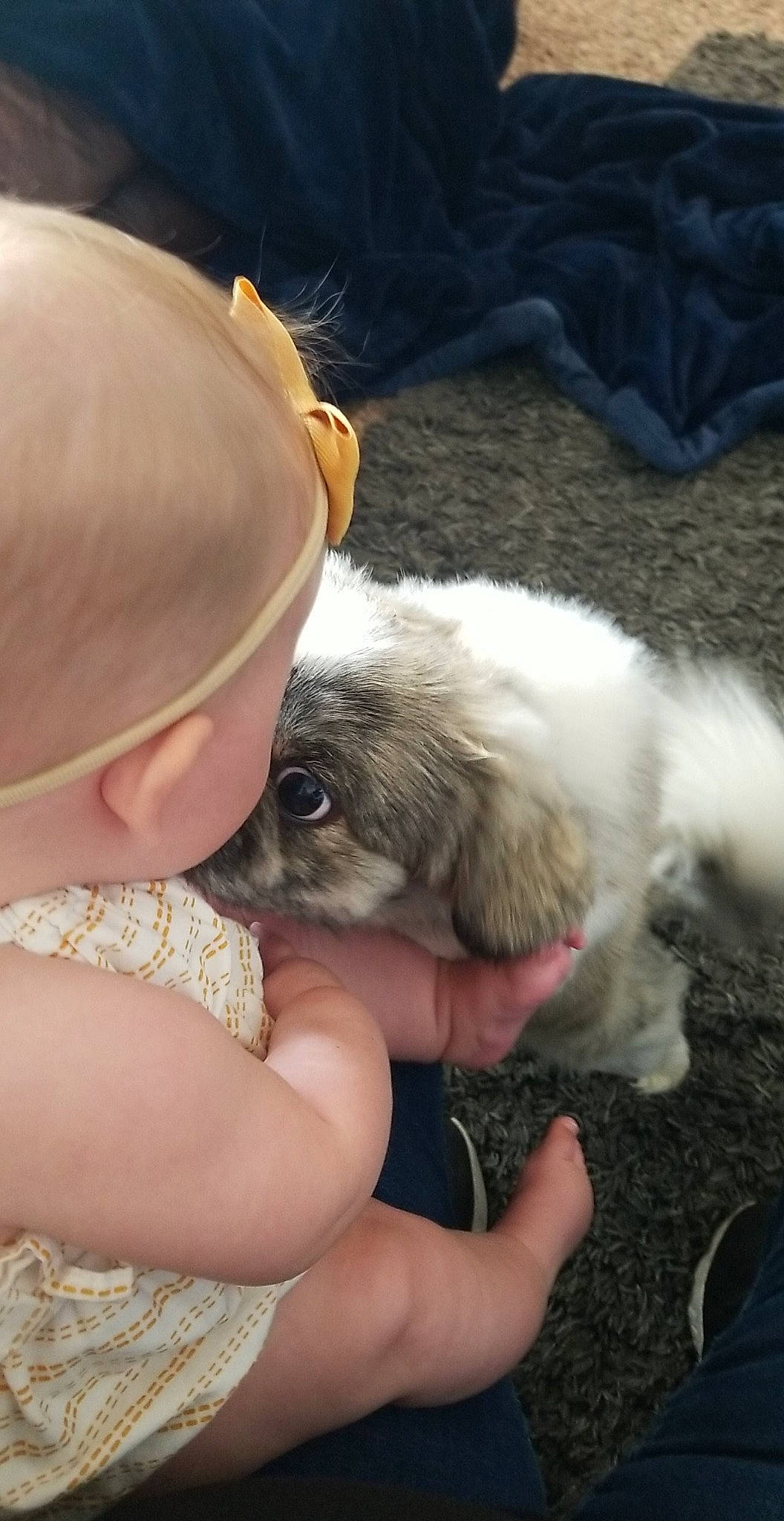 Ollie joined the competition — help win amazing prizes! canidae, child, claw, companion_dog, dog, dog_breed, fashion_accessory, fur, goats, guinea_pig, hamster, hat, nail, paw, puppy_love, rodent, sunglasses, toy_dog, whiskers