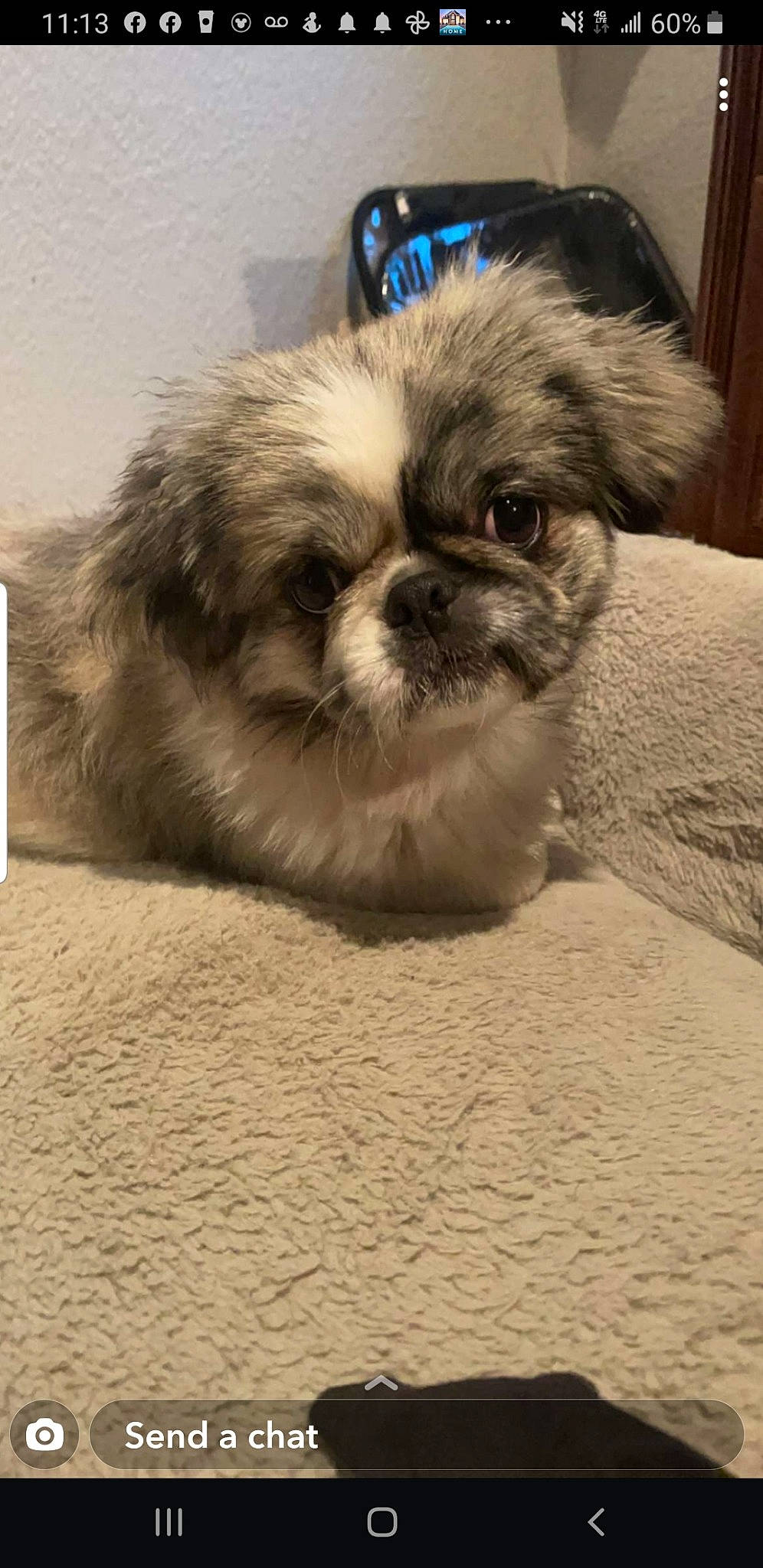 Ollie is registered to the contest to win money with this photo: canidae, carnivore, comfort, companion_dog, dog, dog_breed, eye, fawn, fur, liver, mal_shi, shih_poo, shih_tzu, snout, sporting_group, terrestrial_animal, toy_dog, whiskers, working_animal, wrinkle