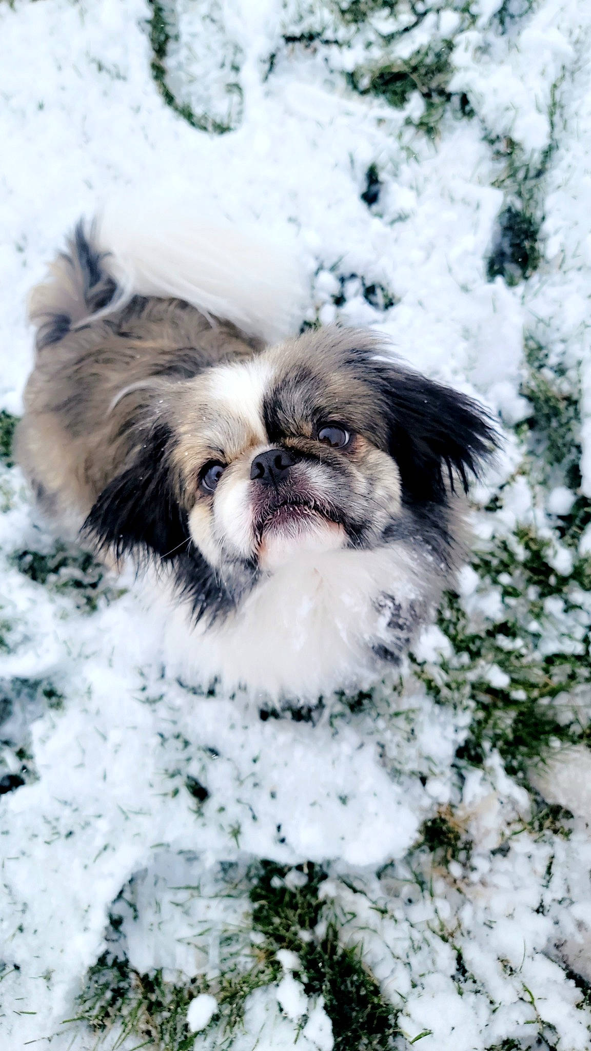 Ollie joined the competition — help win amazing prizes! canidae, carnivore, companion_dog, dog, dog_breed, eye, fur, japanese_chin, liver, shih_tzu, snout, snow, spaniel, sporting_group, terrestrial_animal, toy_dog, tree, whiskers, wildlife, working_animal