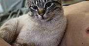 Bart joined the competition — help win amazing prizes! animal, bare_chest, blue_eyes, cat, close_up, companion, cute, domestic_cat, feline, fur, human, indoor, pet, portrait, relaxed, resting, snuggle, soft_light, tabby, whiskers