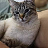 animal, bare_chest, blue_eyes, cat, close_up, companion, cute, domestic_cat, feline, fur, human, indoor, pet, portrait, relaxed, resting, snuggle, soft_light, tabby, whiskers