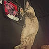 Bart joined the competition — help win amazing prizes! animal, arm, black_background, bottles, cat, cloth, container, cozy, feline, fur, human, indoor, kit, paw, pet, relaxed, resting, sleeping, striped, tattoo