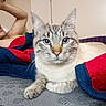 bed, blanket, blue_eyes, casual, cat, comfort, curious, domestic_animal, feline, furniture, home, indoor, lying_down, person, pet, relaxed, resting, striped_cat, wall, young_man