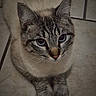 Bart is registered to the contest to win money with this photo: animal, blue_eyes, cat, close_up, cute, domestic_animal, ears, feline, floor, fur, indoor, looking_up, mammal, paws, pet, portrait, sitting, soft_light, tile, whiskers