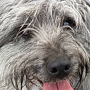 Valko Vìu participe au concours pour gagner de l'argent avec cette photo : dog, close_up, tongue_out, wet_fur, scruffy, happy, pet, animal, canine, fur, nose, mouth, whiskers, outdoor, friendly, playful, portrait, expression, tongue, eyes