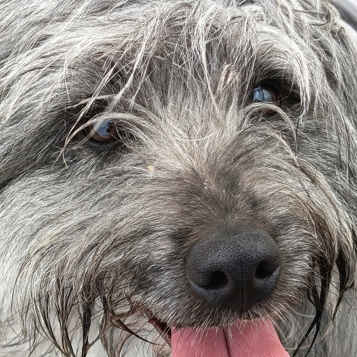 Valko Vìu participe au concours pour gagner de l'argent avec cette photo : animal, canine, close_up, dog, expression, eyes, friendly, fur, happy, mouth, nose, outdoor, pet, playful, portrait, scruffy, tongue, tongue_out, wet_fur, whiskers