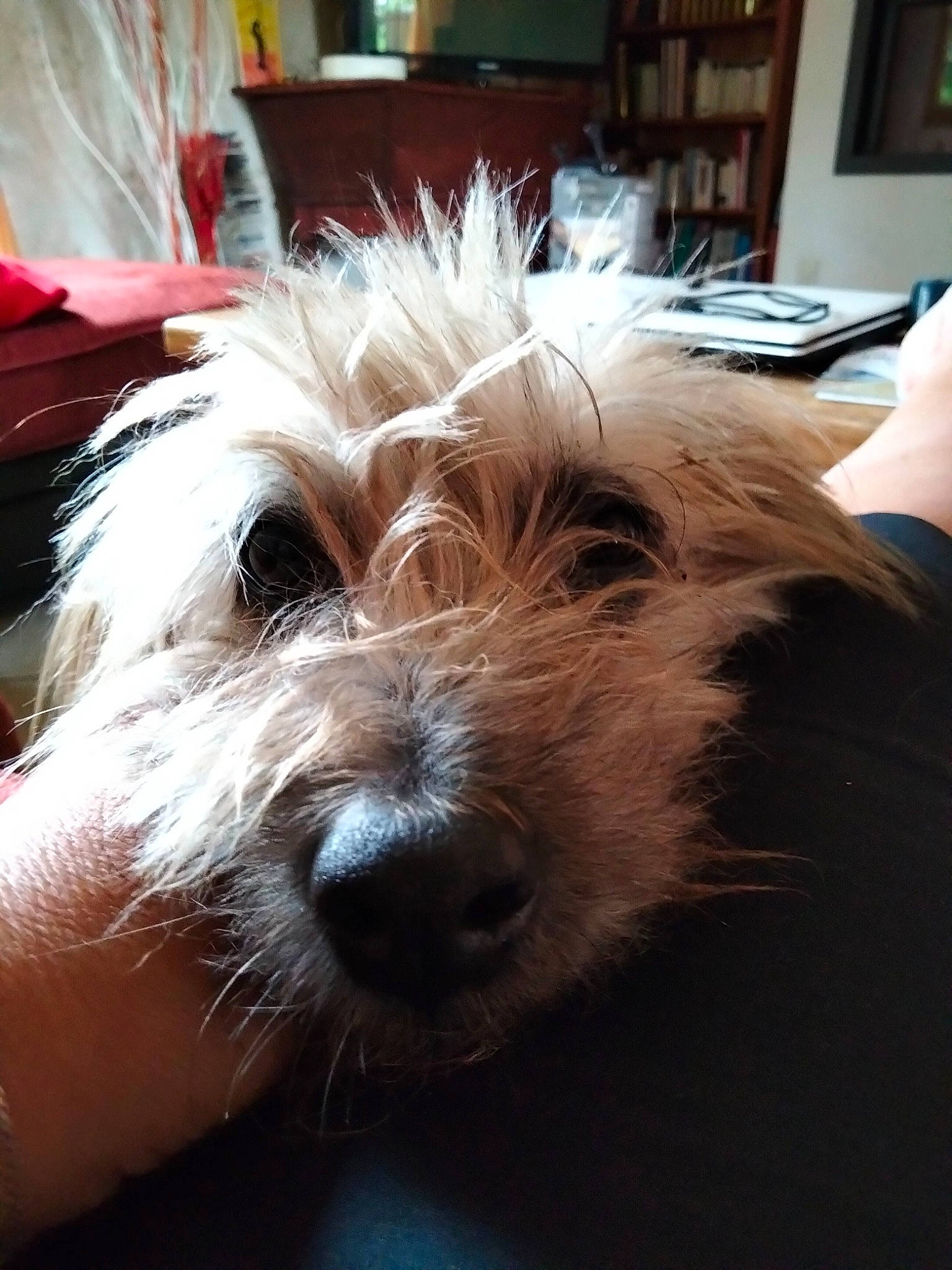 Boston participe au concours pour gagner de l'argent avec cette photo : biewer_terrier, bookcase, canidae, carnivore, companion_dog, dog, dog_breed, fur, maltepoo, non_sporting_group, puppy, shelf, shelving, small_terrier, snout, sporting_group, terrier, toy_dog, water_dog, working_animal