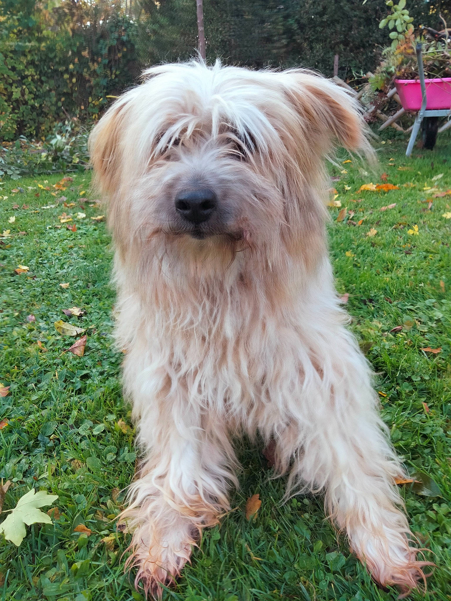 Boston a rejoint le concours — aidez-le/la à gagner de superbes lots ! canidae, carnivore, companion_dog, dog, dog_breed, grass, groundcover, liver, maltepoo, non_sporting_group, plant, puppy, small_terrier, snout, sporting_group, tail, terrier, toy_dog, water_dog, working_animal