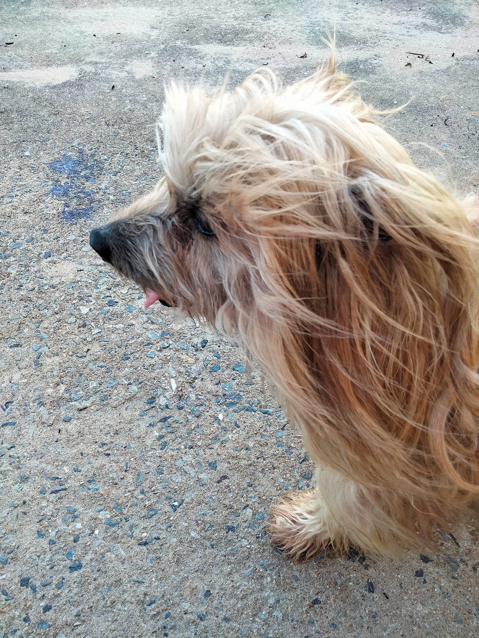 Boston participe au concours pour gagner de l'argent avec cette photo : asphalt, canidae, carnivore, companion_dog, dog, dog_breed, fawn, fur, liver, maltepoo, road, road_surface, small_terrier, snout, soil, sporting_group, tail, terrier, toy_dog, working_animal