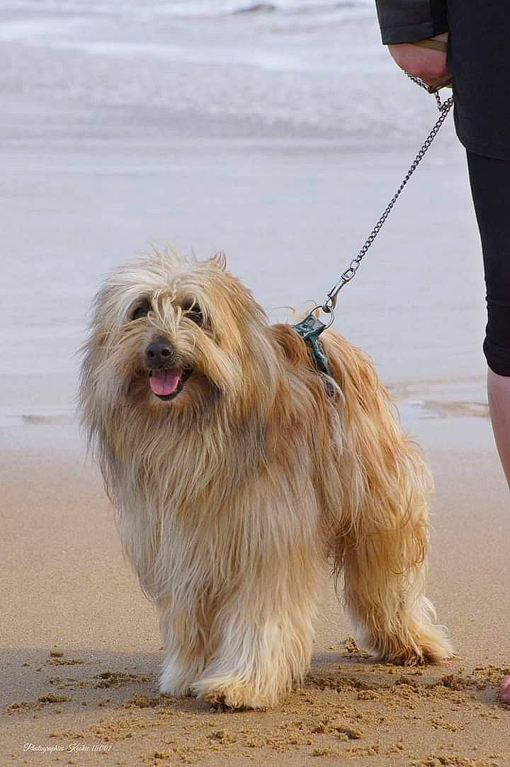 Boston a rejoint le concours — aidez-le/la à gagner de superbes lots ! canidae, carnivore, collar, companion_dog, dog, dog_breed, dog_supply, dog_walking, fashion_accessory, fur, leash, liver, pet_supply, small_terrier, snout, sporting_group, terrier, toy_dog, walking, working_animal