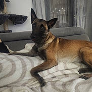 Ulcia participe au concours pour gagner de l'argent avec cette photo : animal, black_face, blanket, brown, canine, cat_tree, companion, couch, cozy, curtains, dog, ears_up, furniture, home, indoor, looking, pet, relaxed, resting, soft_lighting