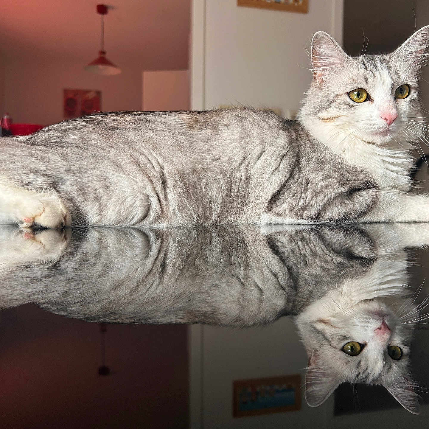Perle participe au concours pour gagner de l'argent avec cette photo : abyssinian, angora, animal, architecture, building, cat, couch, furniture, hardwood, homedecor, indoors, kitten, lamp, livingroom, manx, pet, room, shelf, siamese, wood