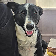 Ayla a rejoint le concours — aidez-le/la à gagner de superbes lots ! dog, black_and_white, indoor, table, food, pastry, chocolate, happy, smiling, pet, animal, fur, face, mouth_open, tongue, ears, brown_eyes, sitting, looking, waiting