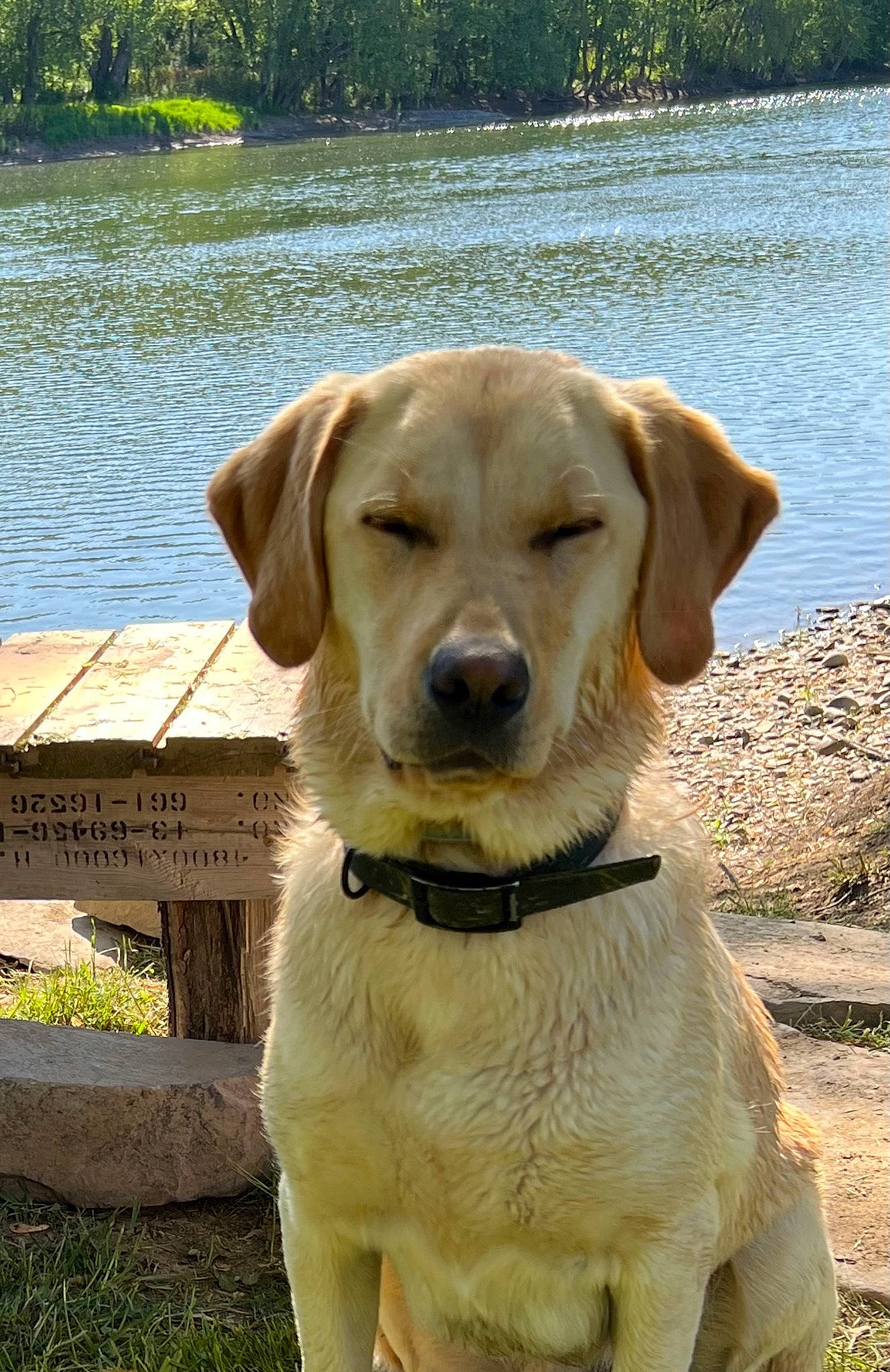 Colton joined the competition — help win amazing prizes! canidae, carnivore, collar, companion_dog, dog, dog_breed, dog_collar, fawn, grass, gun_dog, lake, plant, retriever, snout, sporting_group, tree, water, whiskers, wildlife, working_animal