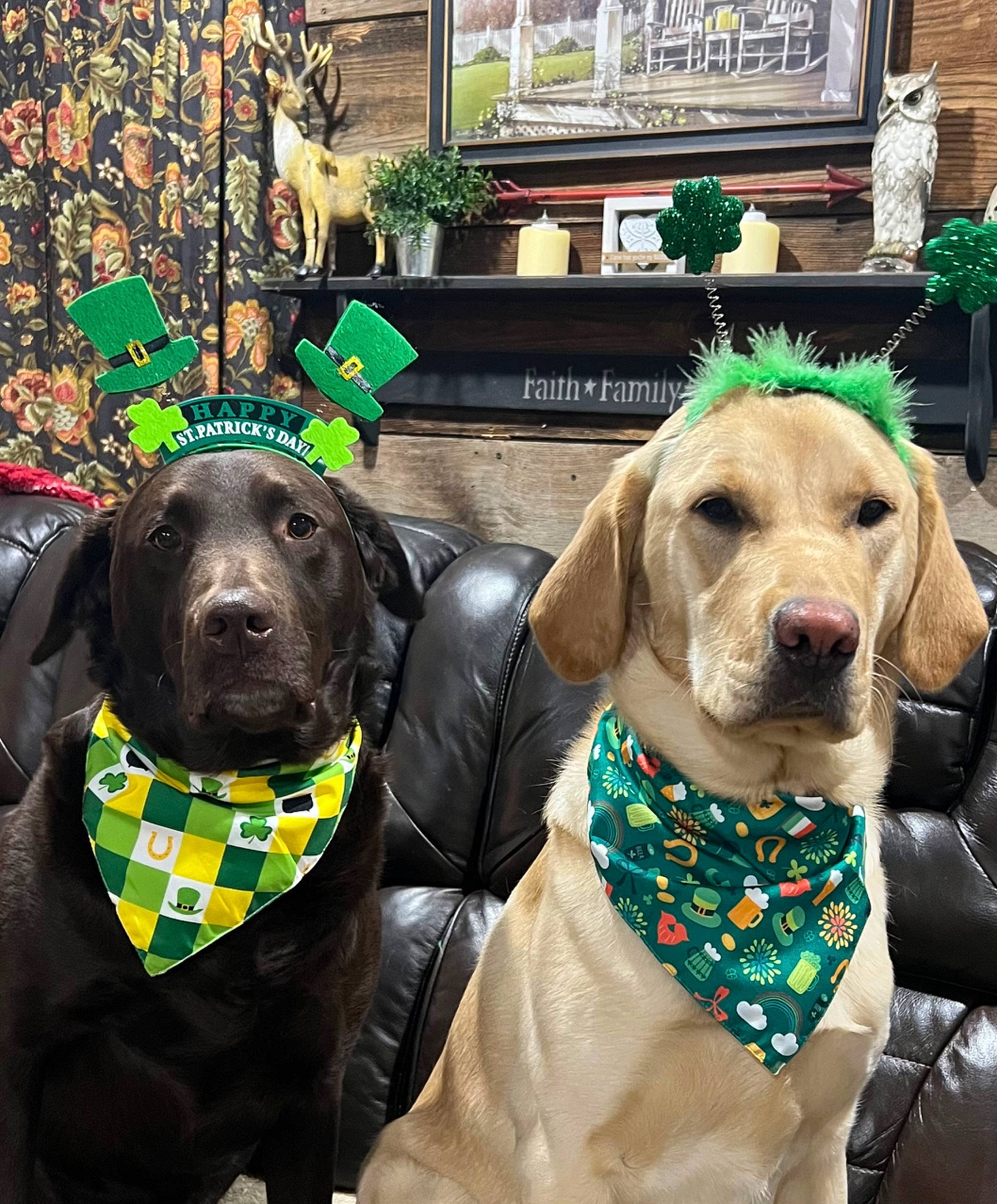 Gideon joined the competition — help win amazing prizes! canidae, carnivore, collar, companion_dog, dog, dog_breed, dog_collar, dog_supply, fashion_accessory, fawn, green, leash, liver, mammal, pet_supply, plant, snout, sporting_group, window, working_animal