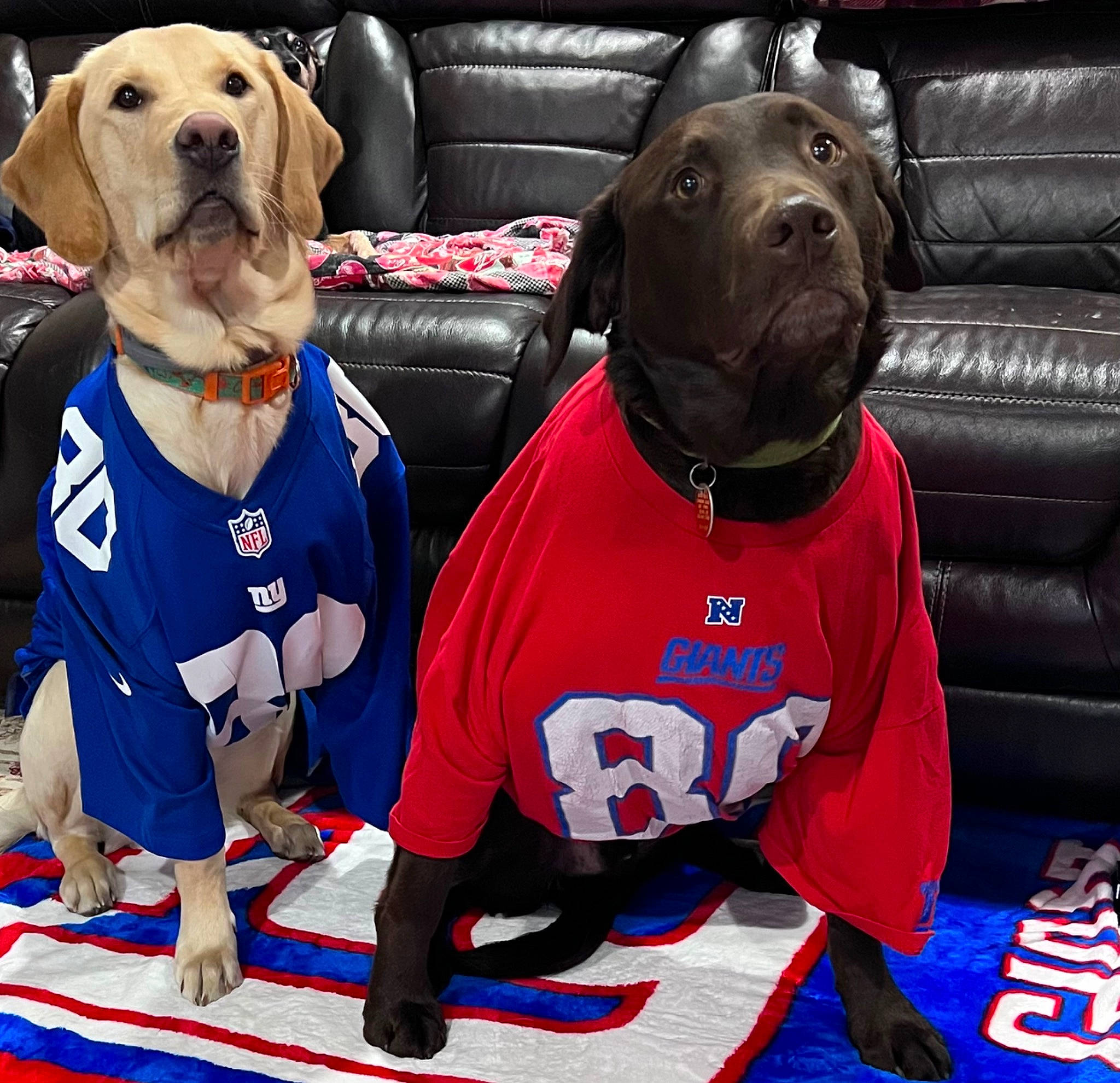 Gideon joined the competition — help win amazing prizes! blue, carnivore, collar, companion_dog, dog, dog_breed, dog_supply, fawn, jersey, mammal, personal_protective_equipment, pet_supply, sleeve, snout, sports_gear, sports_jersey, sports_uniform, sportswear, vertebrate, working_animal