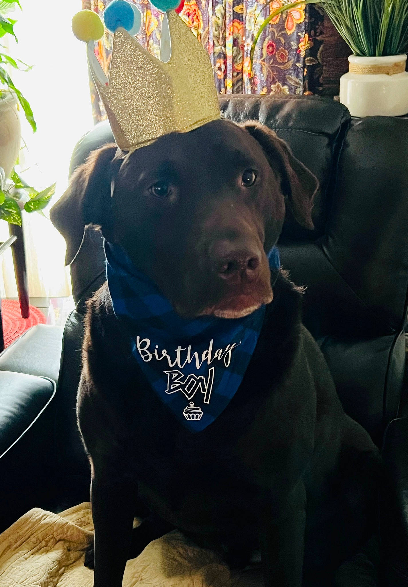 Gideon is registered to the contest to win money with this photo: canidae, carnivore, collar, companion_dog, dog, dog_breed, dog_collar, fashion_accessory, fawn, flowerpot, houseplant, mammal, personal_protective_equipment, pet_supply, plant, snout, sporting_group, vertebrate, whiskers, working_animal