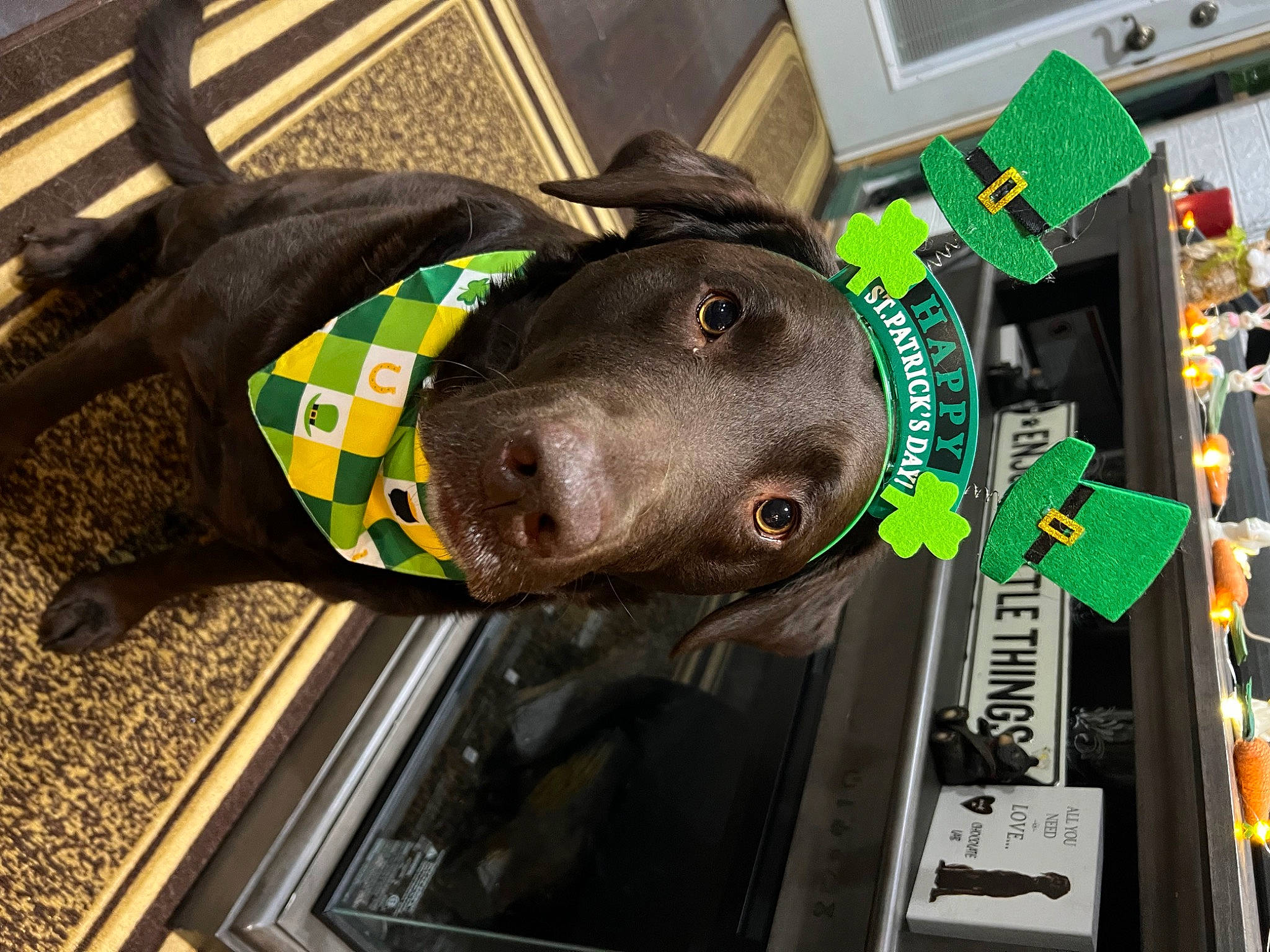 Gideon joined the competition — help win amazing prizes! auto_part, automotive_exterior, automotive_wheel_system, canidae, carnivore, collar, companion_dog, computer_hardware, dog, dog_breed, dog_collar, fashion_accessory, fawn, machine, passive_circuit_component, personal_protective_equipment, pet_supply, snout, sporting_group, working_animal