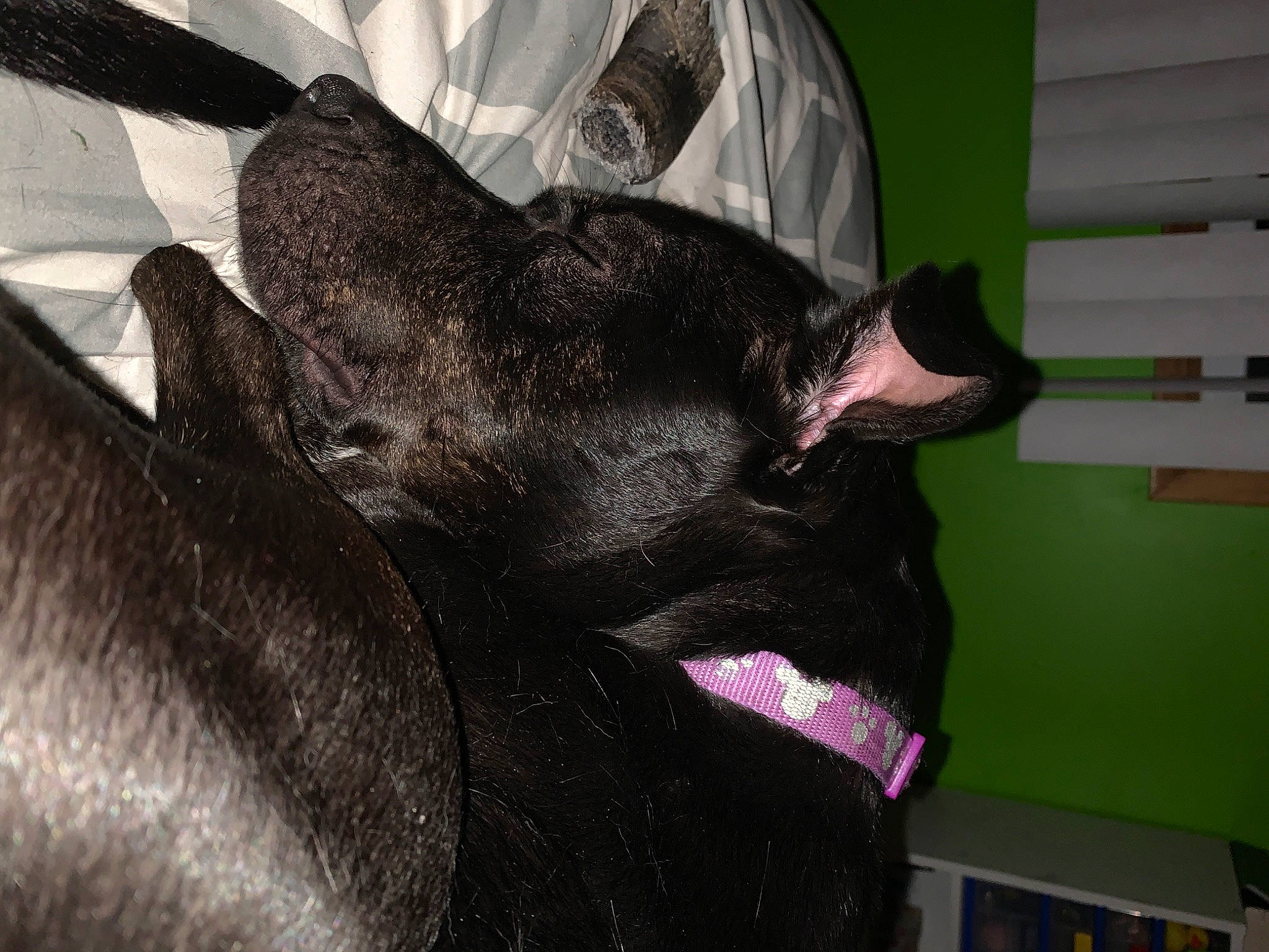 Izzy joined the competition — help win amazing prizes! canidae, carnivore, dog, dog_breed, ear, fawn, french_bulldog, mammal, non_sporting_group, snout, sporting_group, tail, whiskers