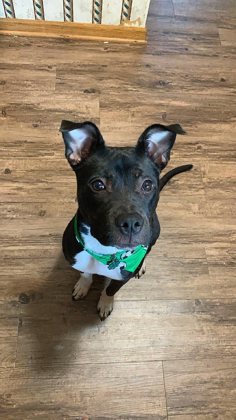 Izzy joined the competition — help win amazing prizes! american_pit_bull_terrier, american_staffordshire_terrier, canidae, carnivore, dog, dog_breed, dog_collar, fawn, mammal, non_sporting_group, puppy, rare_breed_dog, snout, sporting_group, staffordshire_bull_terrier, vertebrate, whiskers