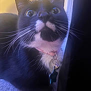 Phoenix is registered to the contest to win money with this photo: animal, black_and_white, cat, close_up, collar, curious, domestic_cat, ears, eyes, face, feline, fur, indoor, looking_up, nose, pet, portrait, tag, tuxedo_cat, whiskers