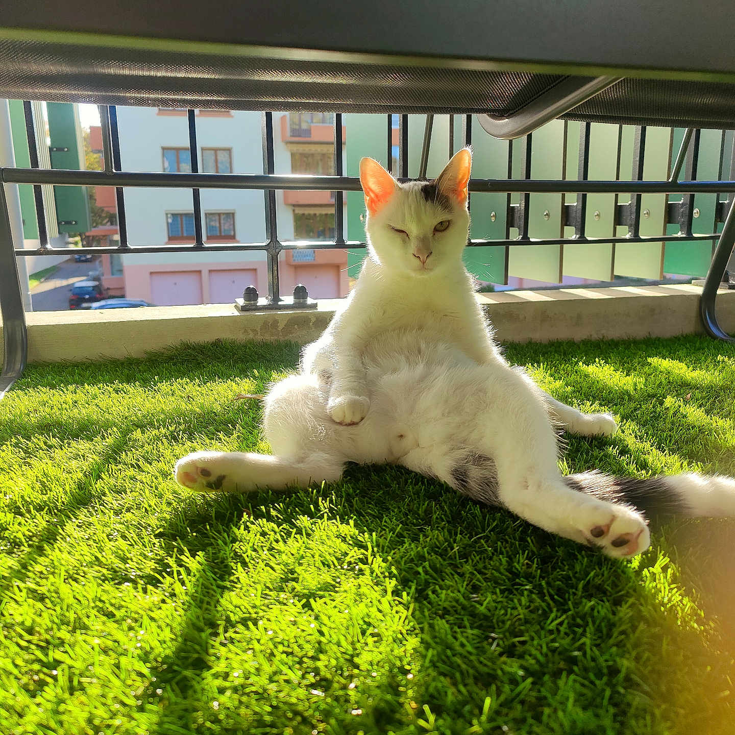 Simba a rejoint le concours — aidez-le/la à gagner de superbes lots ! animal, balcony, building, cat, domestic_cat, feline, grass, outdoor, paw, pet, playful, railing, relaxed, resting, shadow, sunlight, sunny, white_cat, window, winking