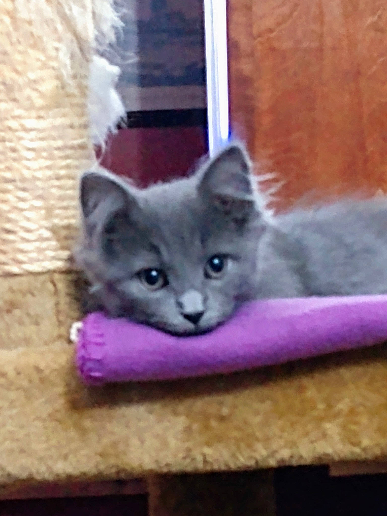 Cayde joined the competition — help win amazing prizes! british_semi_longhair, british_shorthair, carnivore, cat, chartreux, domestic_short_haired_cat, fawn, felidae, kitten, korat, mammal, nebelung, russian_blue, small_to_medium_sized_cats, vertebrate, whiskers