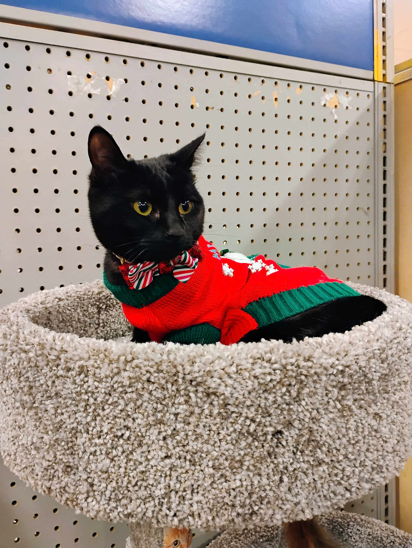 Penny joined the competition — help win amazing prizes! black_cat, cat, pet, sweater, bow_tie, cat_bed, indoor, pegboard, feline, yellow_eyes, curious, cozy, cute, holiday, festive, fur, animal, mammal, resting, domestic