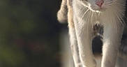 Nala participe au concours pour gagner de l'argent avec cette photo : cat, tabby, white_cat, animal, pet, feline, green_eyes, whiskers, ears, standing, outdoor, sunlight, ledge, wall, concrete, leaf, nature, portrait, shallow_depth_of_field, close_up