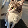 Nala participe au concours pour gagner de l'argent avec cette photo : cat, animal, pet, portrait, close_up, green_eyes, whiskers, fur, short_hair, tabby, white_chest, sitting, indoor, sunlight, warm_lighting, soft_focus, blurred_background, paws, ears, photography