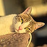 Nala a rejoint le concours — aidez-le/la à gagner de superbes lots ! cat, feline, pet, animal, closeup, portrait, green_eyes, whiskers, pink_nose, tabby, white_fur, brown_fur, relaxed, lying_down, scratching_post, indoors, warm_lighting, golden_hour, shallow_depth_of_field, cozy