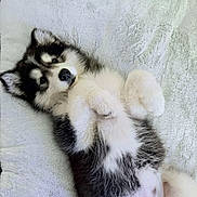 Téra participe au concours pour gagner de l'argent avec cette photo : puppy, dog, fluffy, lying_down, blanket, white, cute, pet, fur, animal, domestic_animal, young, resting, indoors, paw, soft, adorable, mammal, sleepy, cozy