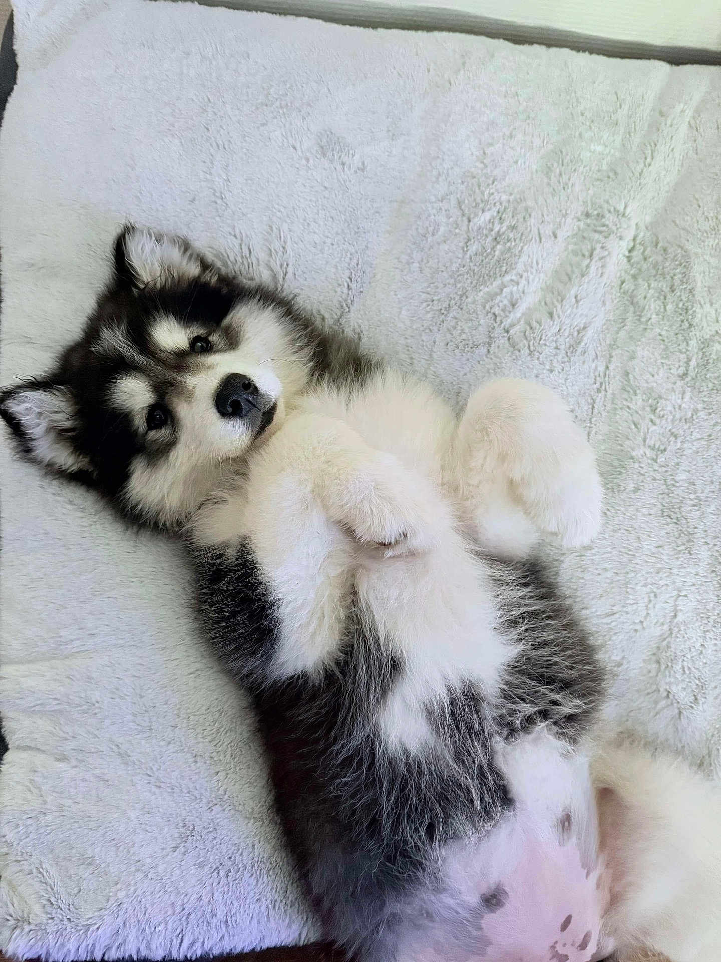 Téra participe au concours pour gagner de l'argent avec cette photo : puppy, dog, fluffy, lying_down, blanket, white, cute, pet, fur, animal, domestic_animal, young, resting, indoors, paw, soft, adorable, mammal, sleepy, cozy