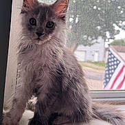 Trixie is registered to the contest to win money with this photo: american_flag, animal, cat, curious, ears, feline, flag, fluffy, gray_fur, indoor, kitten, natural_light, outdoor, pet, portrait, sitting, whiskers, window, windowsill, young_cat