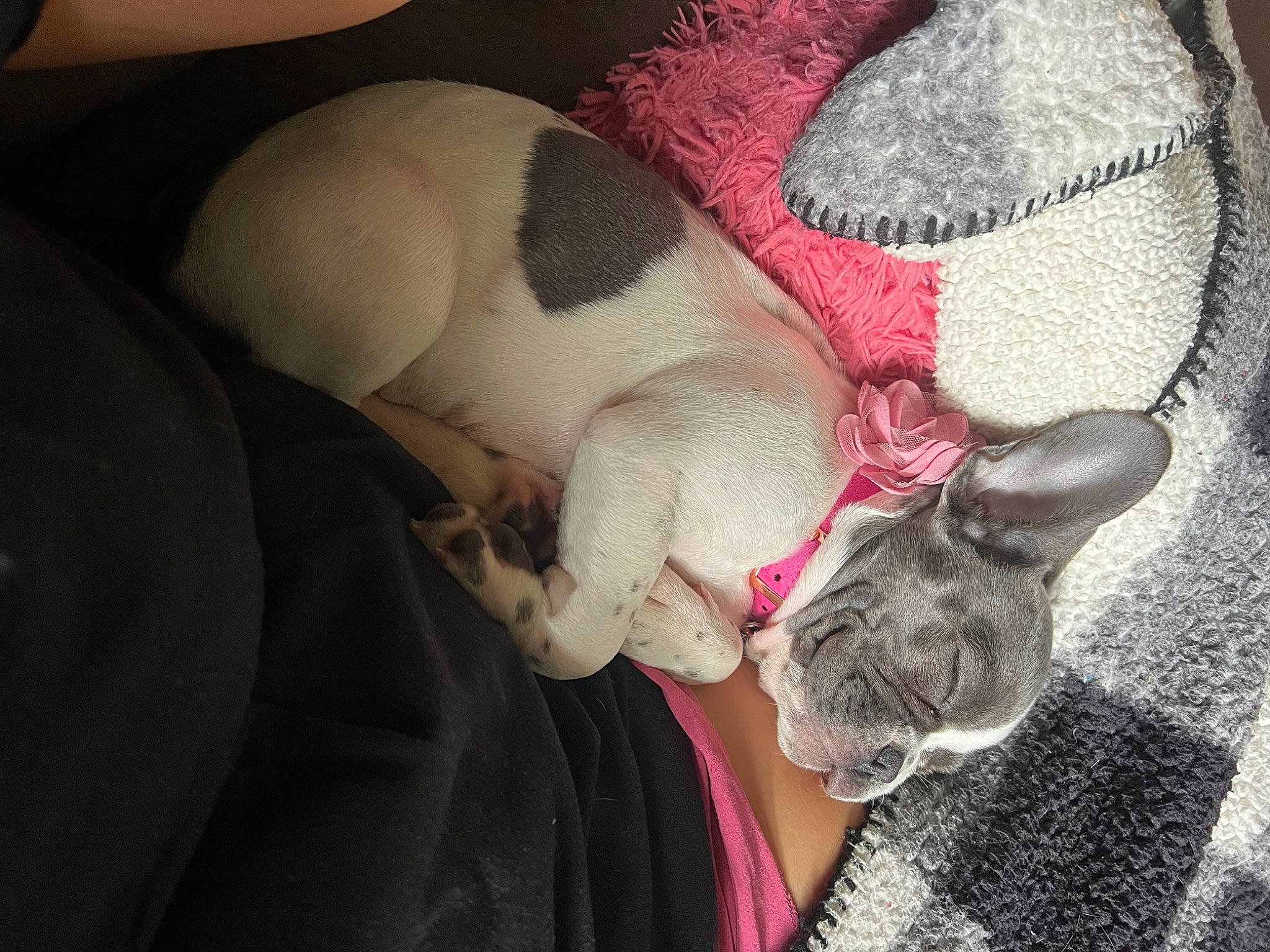 Roxie joined the competition — help win amazing prizes! carmine, carnivore, comfort, companion_dog, ear, fawn, felidae, fur, head, human_leg, linens, magenta, paw, small_to_medium_sized_cats, snout, sunglasses, tail, toy, tree, whiskers