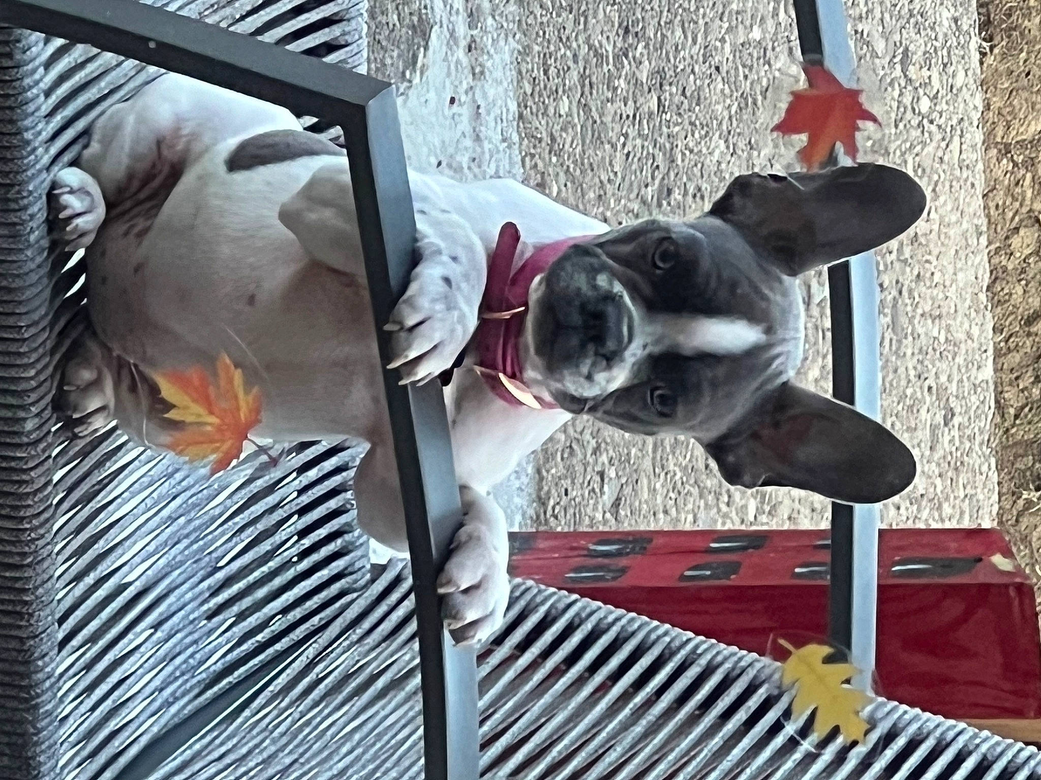 Roxie joined the competition — help win amazing prizes! canidae, carmine, carnivore, collar, companion_dog, dog, dog_breed, dog_collar, dog_supply, eyewear, fawn, fictional_character, mammal, metal, sporting_group, sunglasses, tail, vehicle_door, window, working_animal