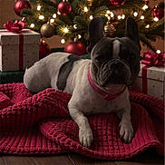 Roxie joined the competition — help win amazing prizes! bow, christmas_lights, christmas_tree, collar, cozy, decoration, dog, festive, french_bulldog, gift, hardwood_floor, holiday, indoor, knit_blanket, ornament, paw, pet, portrait, present, red_blanket