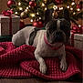 bow, christmas_lights, christmas_tree, collar, cozy, decoration, dog, festive, french_bulldog, gift, hardwood_floor, holiday, indoor, knit_blanket, ornament, paw, pet, portrait, present, red_blanket