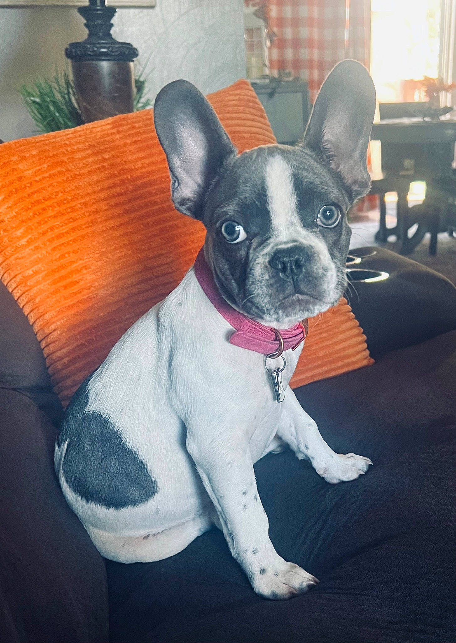 Roxie joined the competition — help win amazing prizes! boston_terrier, bulldog, canidae, carnivore, chair, collar, comfort, companion_dog, couch, dog, dog_breed, dog_collar, ear, fawn, snout, sporting_group, toy_dog, whiskers, window, working_animal