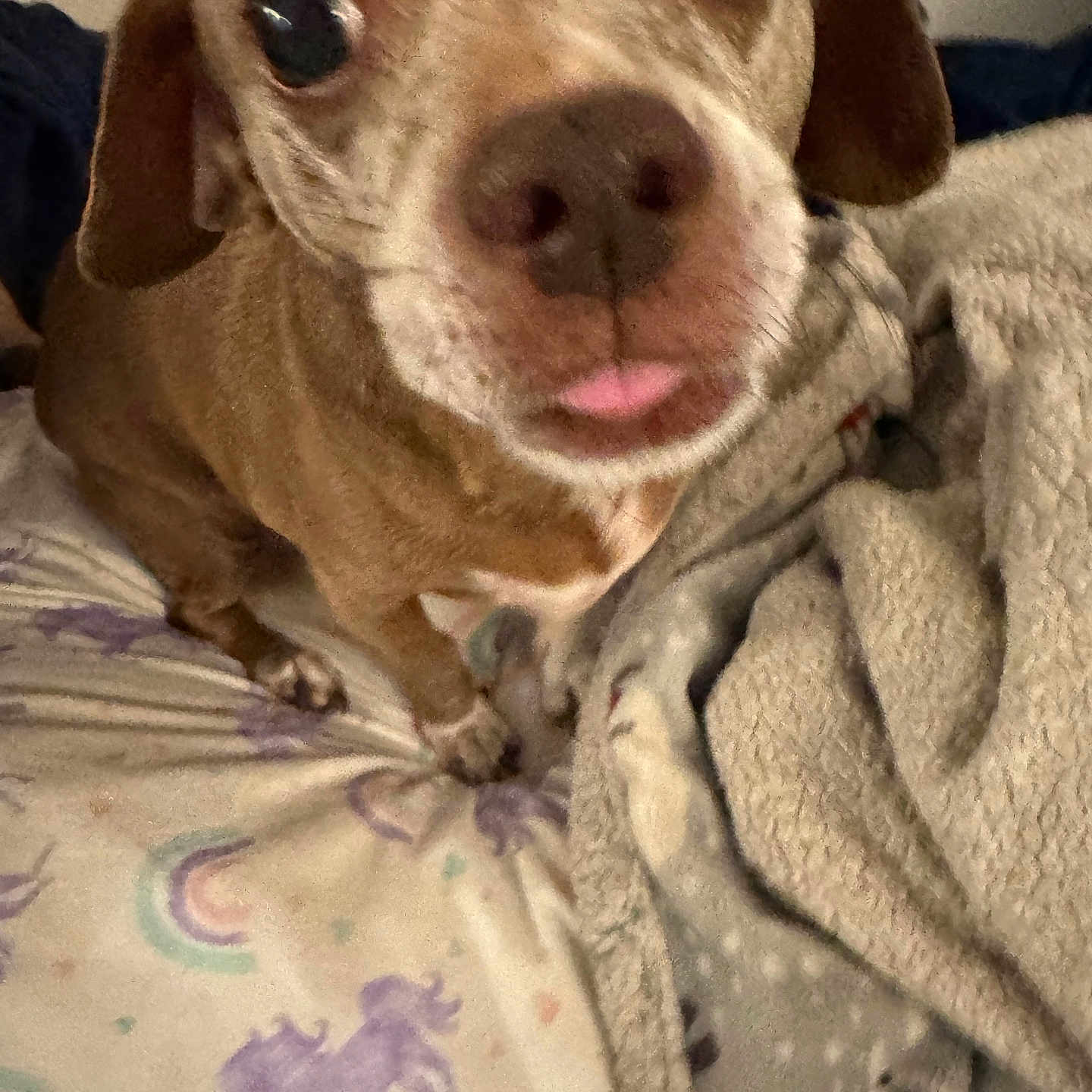 Daisy is registered to the contest to win money with this photo: animal, bed, blanket, canine, chihuahua, dog, face, furniture, head, homedecor, hound, laundry, linen, person, pet, photography, portrait, puppy, quilt, snout