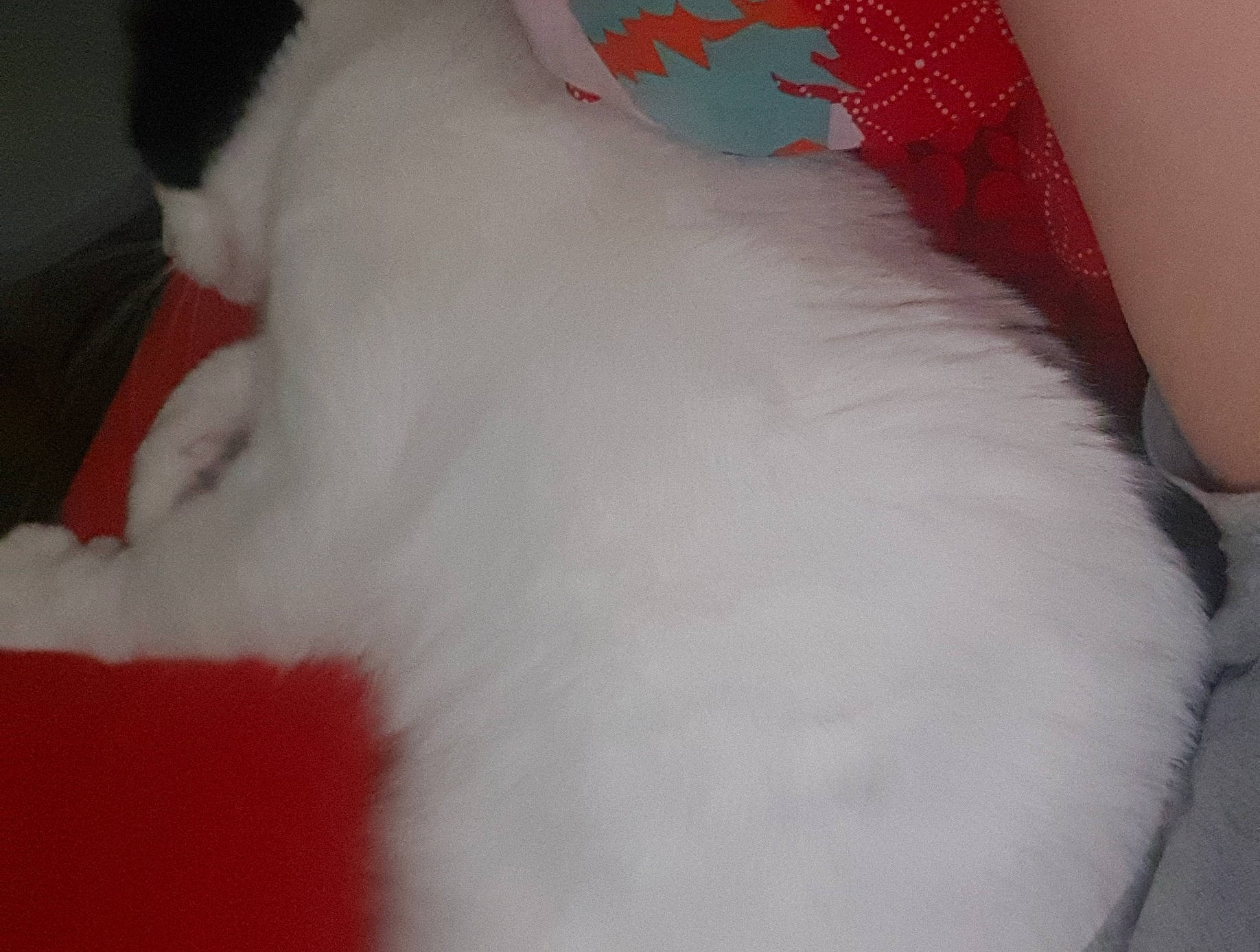 Luffy a rejoint le concours — aidez-le/la à gagner de superbes lots ! carnivore, cat, felidae, fur, kitten, paw, polydactyl_cat, skin, small_to_medium_sized_cats, tail, turkish_angora, turkish_van, whiskers, white